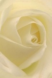 Immerse yourself in the tender heart of a cream-white rose, as if you were nestled among its petals on a gentle Deptford morning. Each petal unfurls in a delicate spiral, soft and whisper-light-almost like the first touch of spring mist in Deptford Park. Subtle shadows curl between folds of ivory, giving the rose profound depth and an air of serene drama. The ambiance is peaceful and contemplative, echoing the emotions woven into every bouquet prepared for moments of sympathy, admiration, or renewal in our local community. One can almost imagine the fleeting, sweet scent that lingers in the air, understated but memorable-a quiet tribute to cherished memories or hopeful new journeys. This detailed composition, captured as though through the eyes of a local florist, is more than a flower-it is an emblem of Deptford's compassion and artistry, perfect for those seeking to mark life's meaningful occasions with grace and sincerity.
